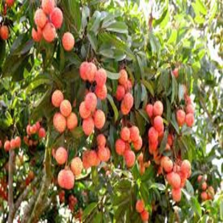 CÂY GIỐNG VẢI THIỀU DÒNG QUẢ SỚM