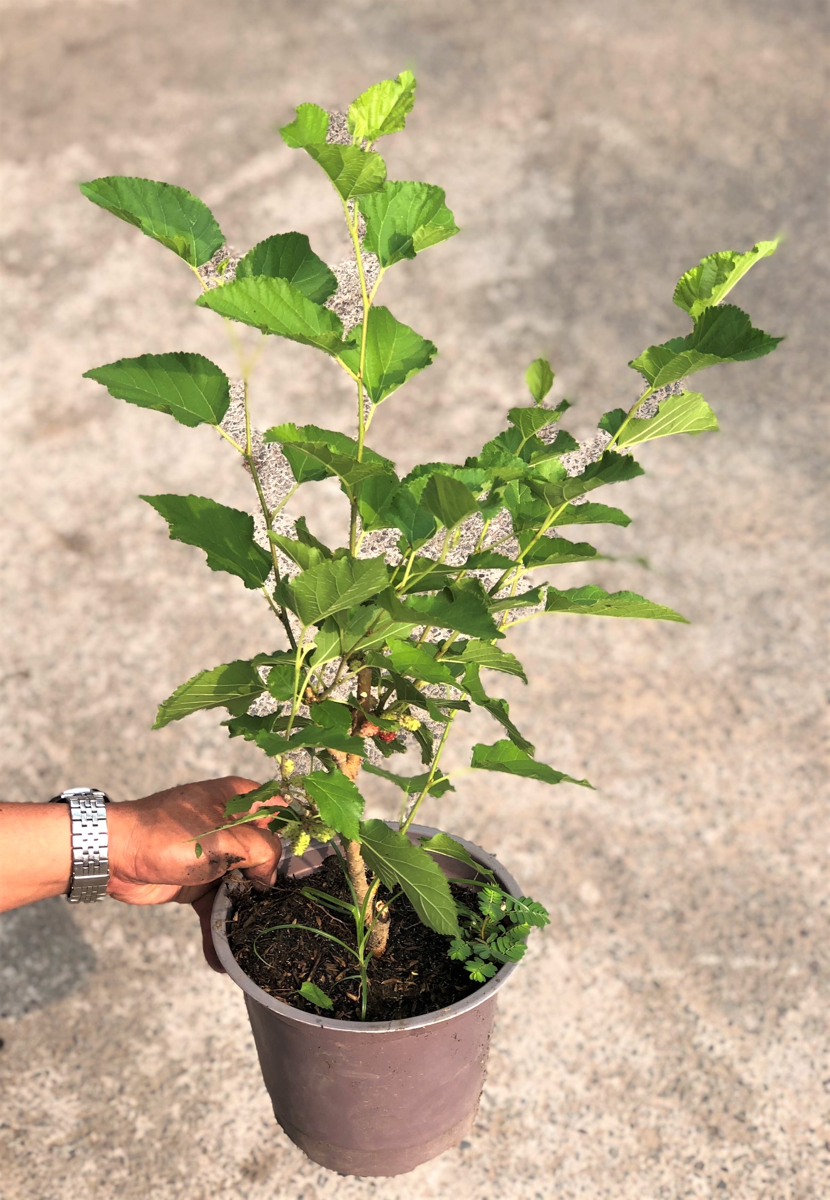 Chậu cây Dâu Tằm siêu trái