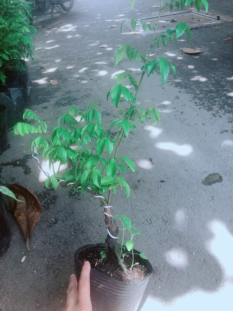 Cây Khế Bonsai