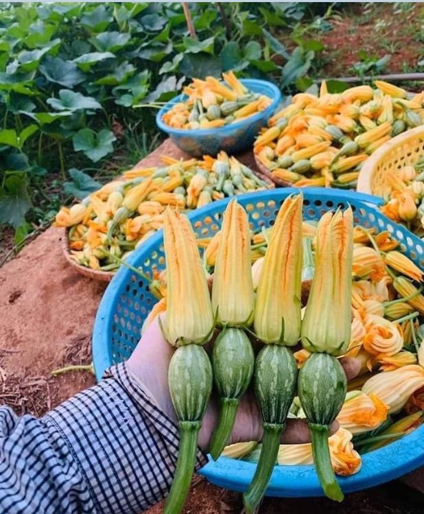 Hạt giống bí siêu nụ lai F1 - ( Bí đậu ăn non gói 10gram ) - VTNN2