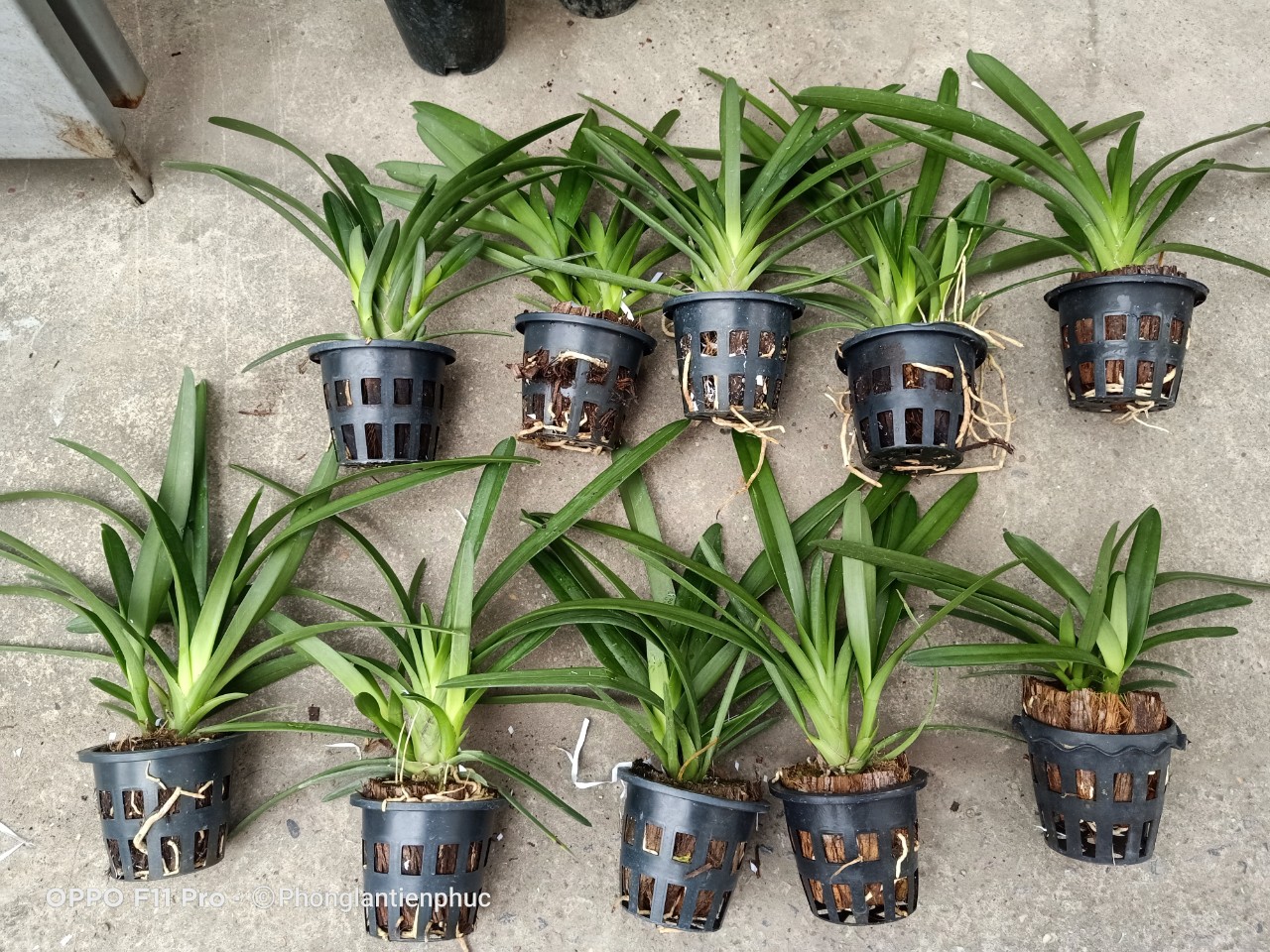 Hoàng Long Thái cây mẹ bản lá Khủng 7cm