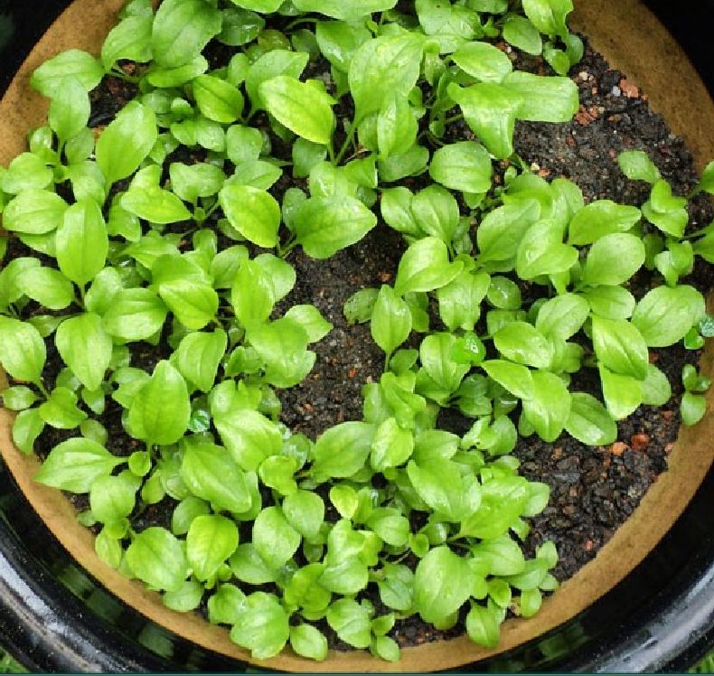 Combo of 3 Packs of Ma Di Seeds (Ma Di Xa Money Tree Seeds)