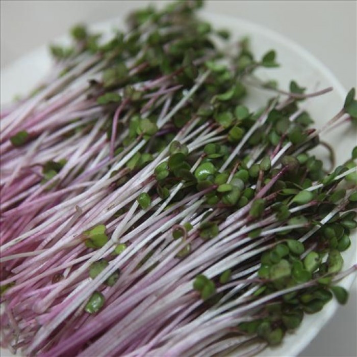 Hạt Giống Rau Mầm Củ Cải Đỏ - Gói 20gram