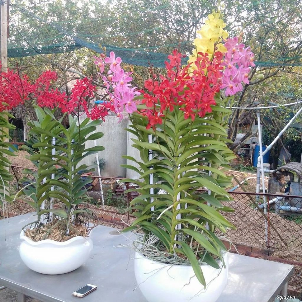 2 Cây Lan Giống Mokara  Màu Đỏ (cây cao 50-60 cm)