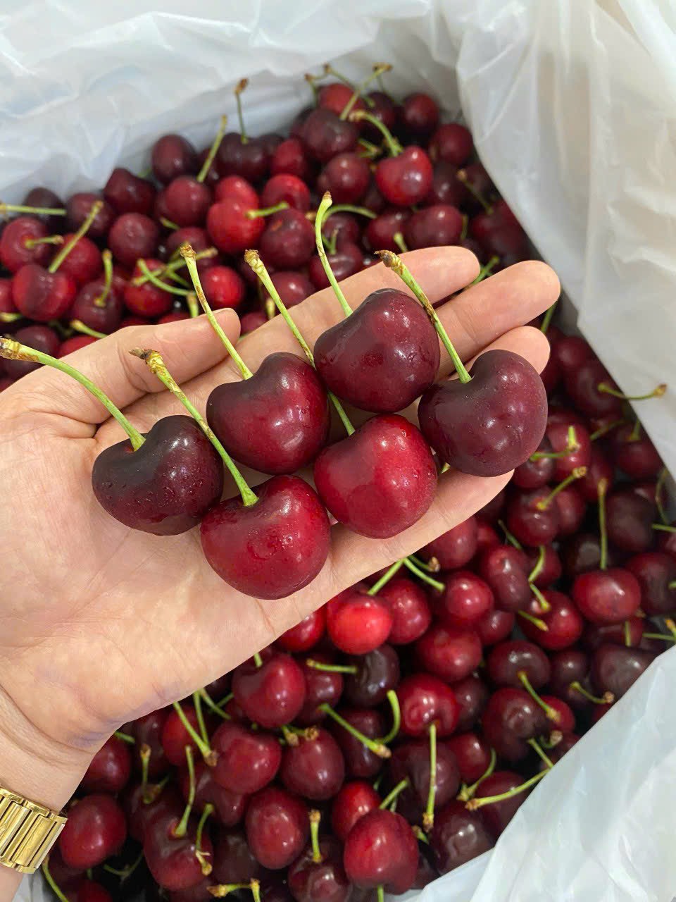 [Chỉ Giao HCM] Cherry Mỹ Size 9.5 - 250g