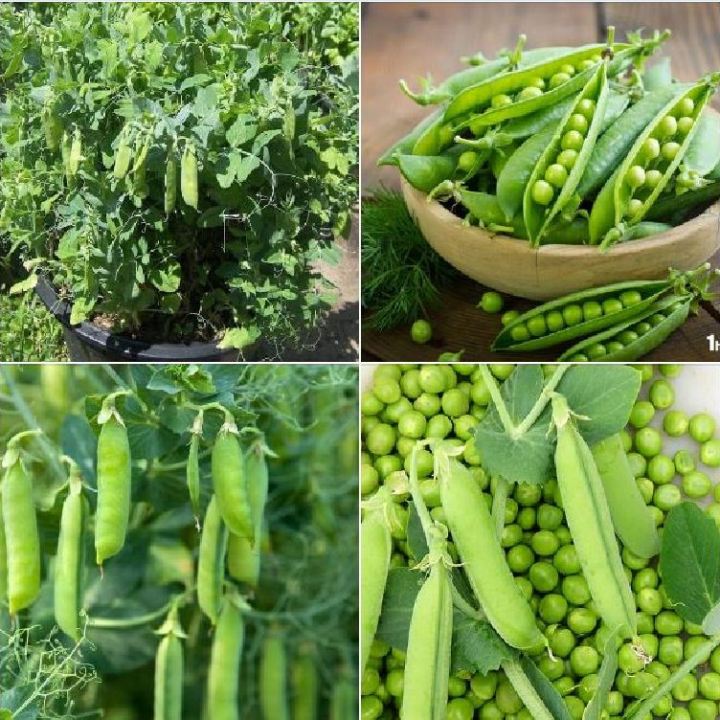 Hạt giống đậu hà lan xanh - 1 gói 50gr