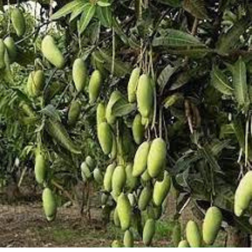 CÂY GIỐNG XOÀI THÁI HẠT LÉP CƠM DÀY