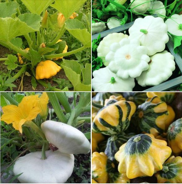 Hạt Giống Bí Đĩa Bay Mix Màu - gói 10 Hạt