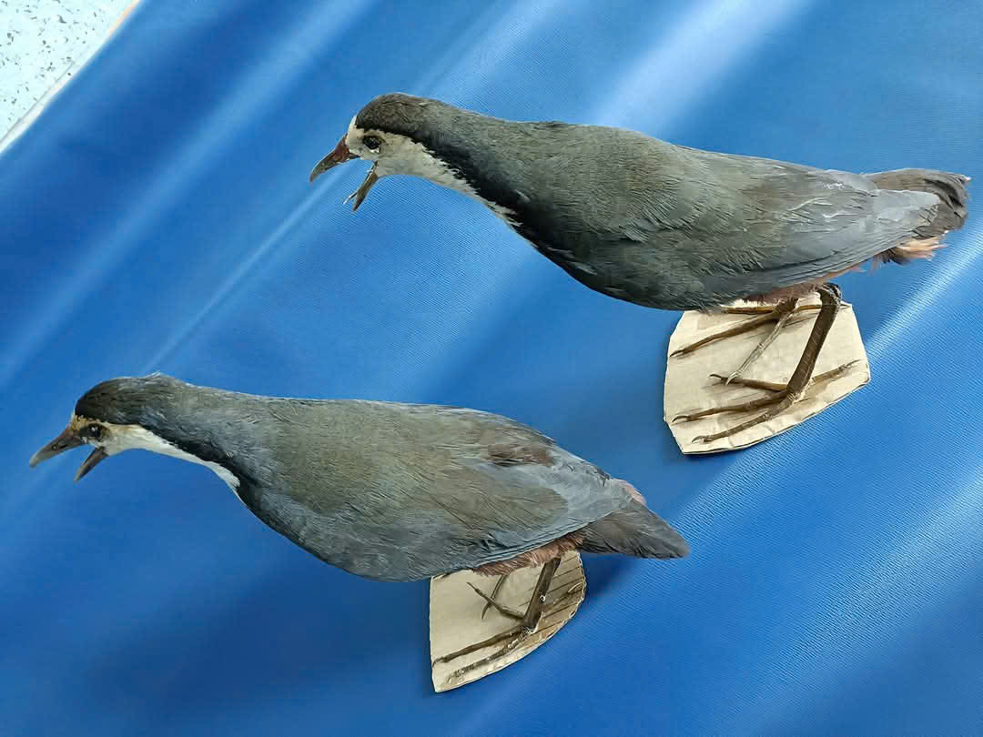 Quốc giả Chim mồi giả