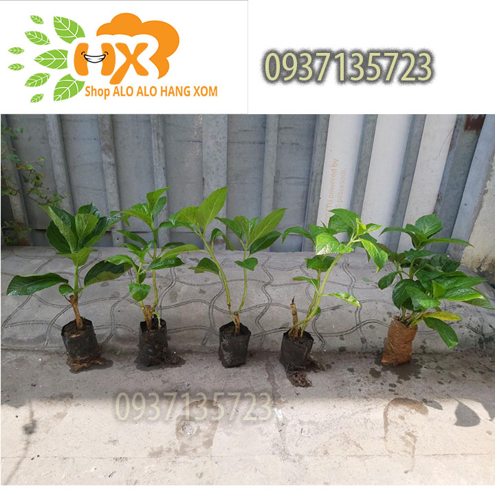 [HCM]combo 5 cây cẩm tú cầu cây giống