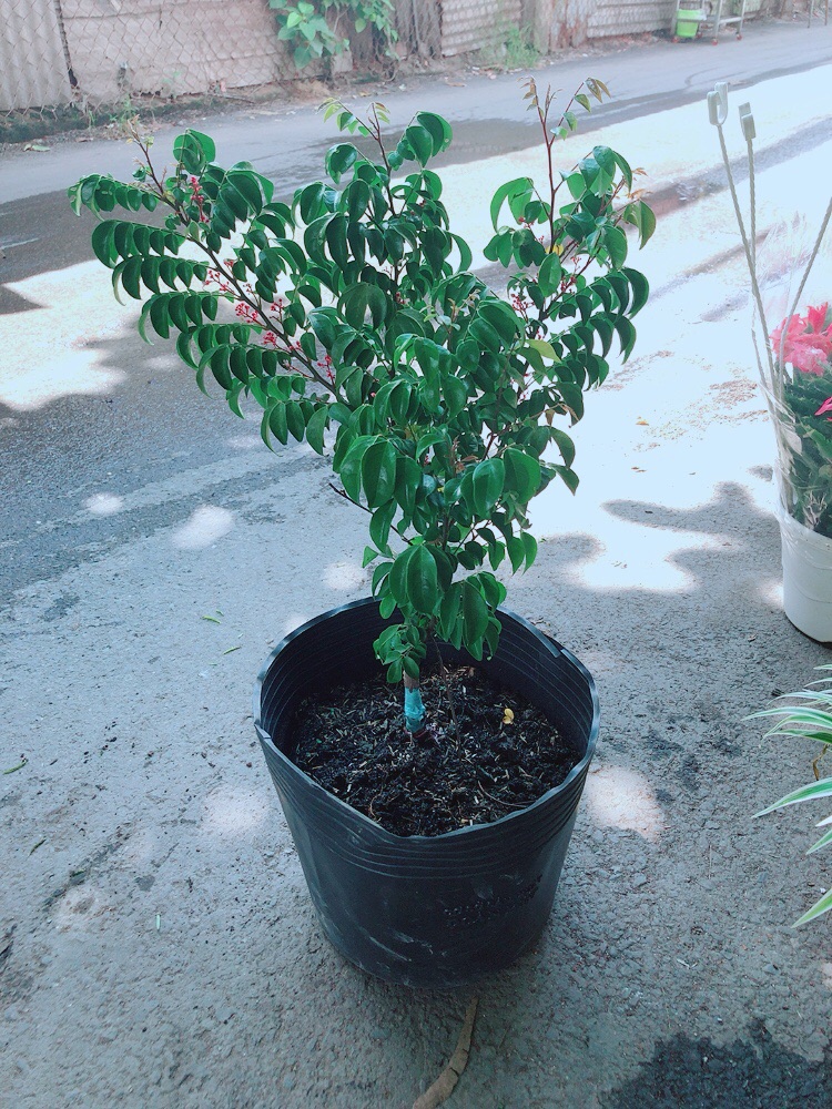 Cây Khế Cho Nhiều Quả