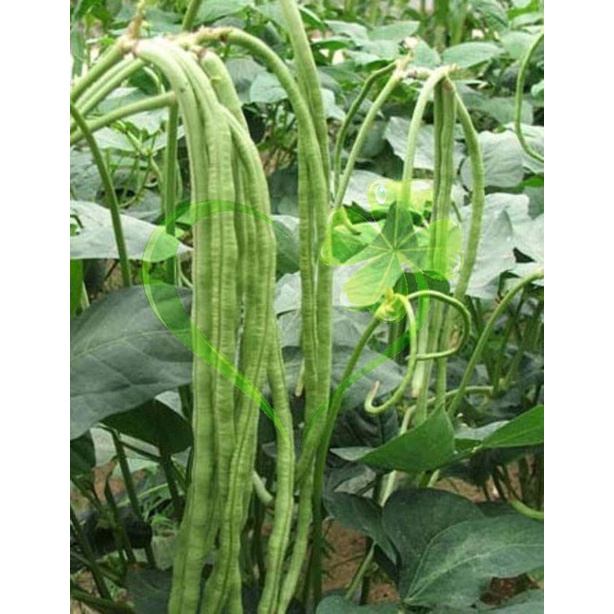 Hạt giống đậu đũa hạt đen dạng cây - Gói 20g
