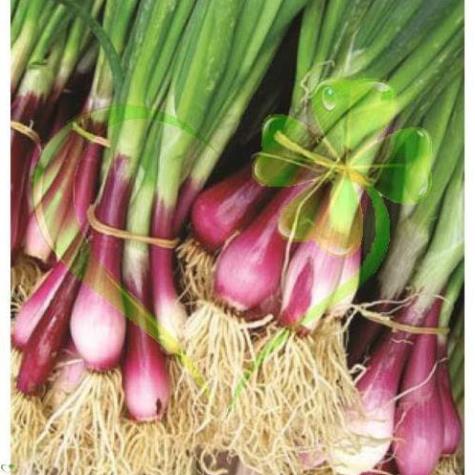 Hạt giống hành lá gốc tím - gói 2 gram