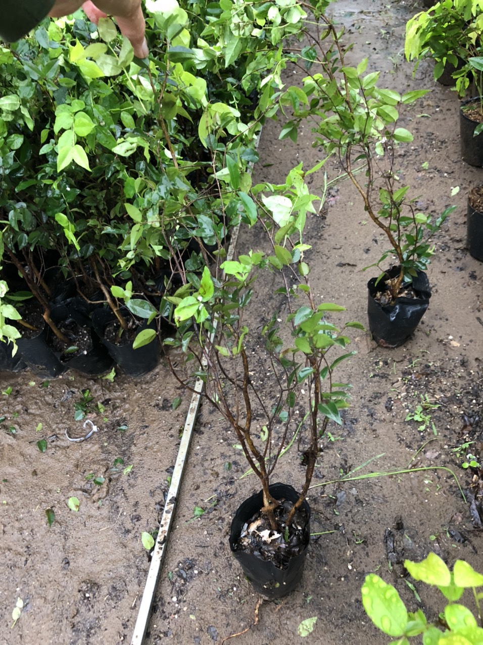 Cây Nho Thân Gỗ tứ quý