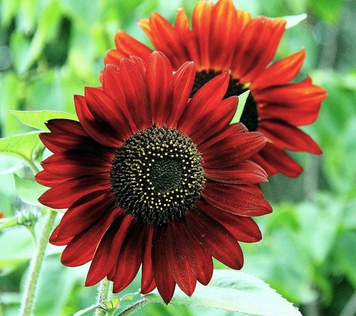 Gói 30 Hạt Giống Hoa Hướng Dương Đỏ Red Sun - Nanuseeds - Thế giới rau mầm shop Có thể trồng quanh năm ở vùng đồng bằng và cao nguyên nơi có khí hậu nhiệt đới