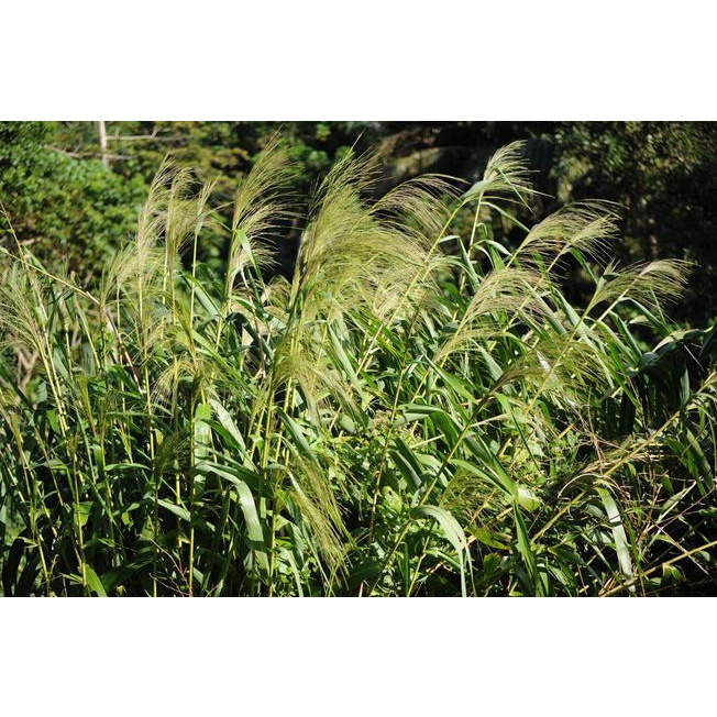 cây chít giống , cây đọt giống (1 bụi lớn)