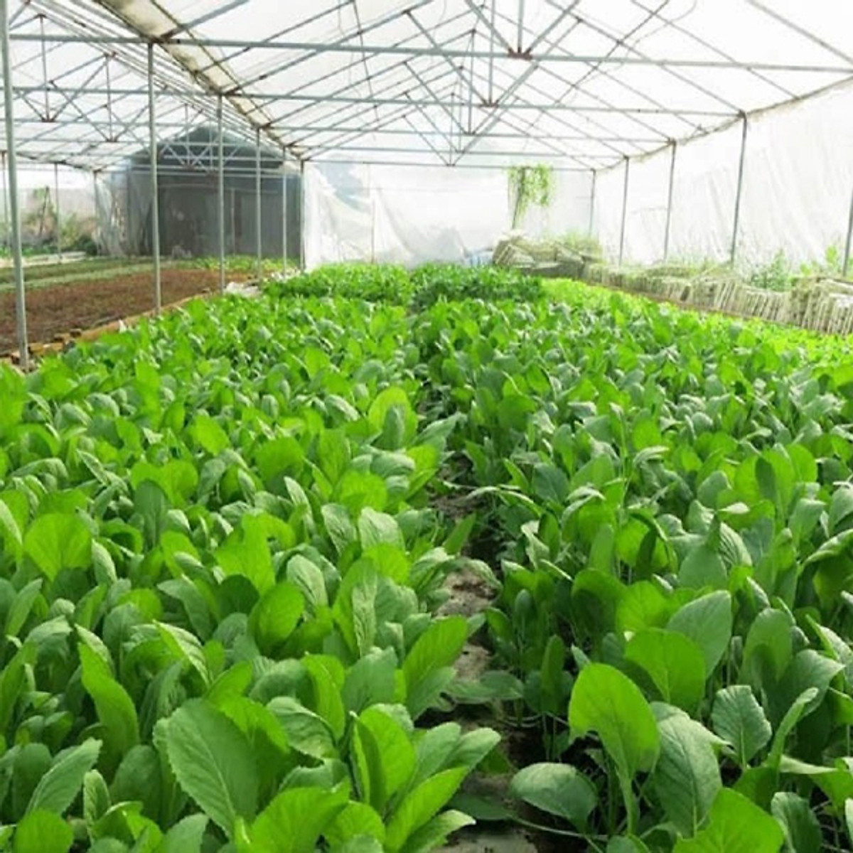 Hạt giống cải bẹ xanh mỡ Rạng Đông Rado 57