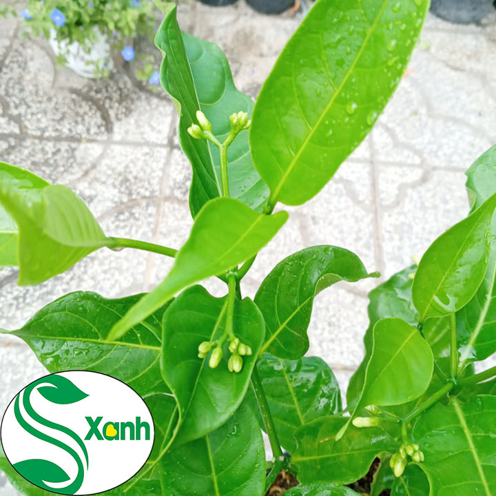 Hoa Lài Tây Hoa Trắng Thơm