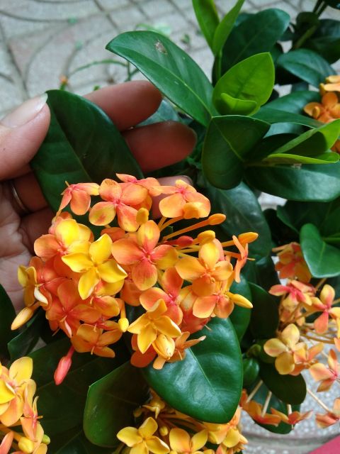 Trang mẫu đơn vàng cam