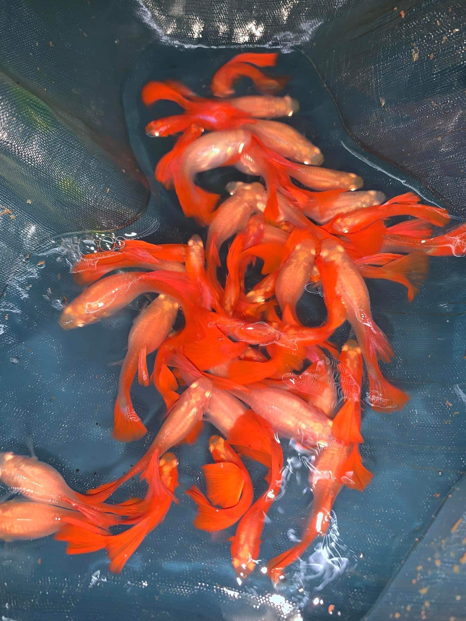 Bán thức ăn + 5 cặp full red giá chỉ 100k
