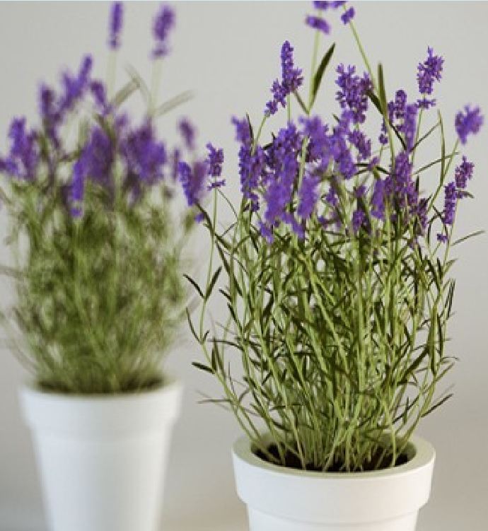Hạt giống hoa Oải Hương ( hoa Lavender ) gói 100 hạt