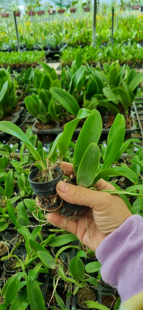 HOA LAN CATT MÃ 455 CÂY GIỐNG Cao 7-12Cm