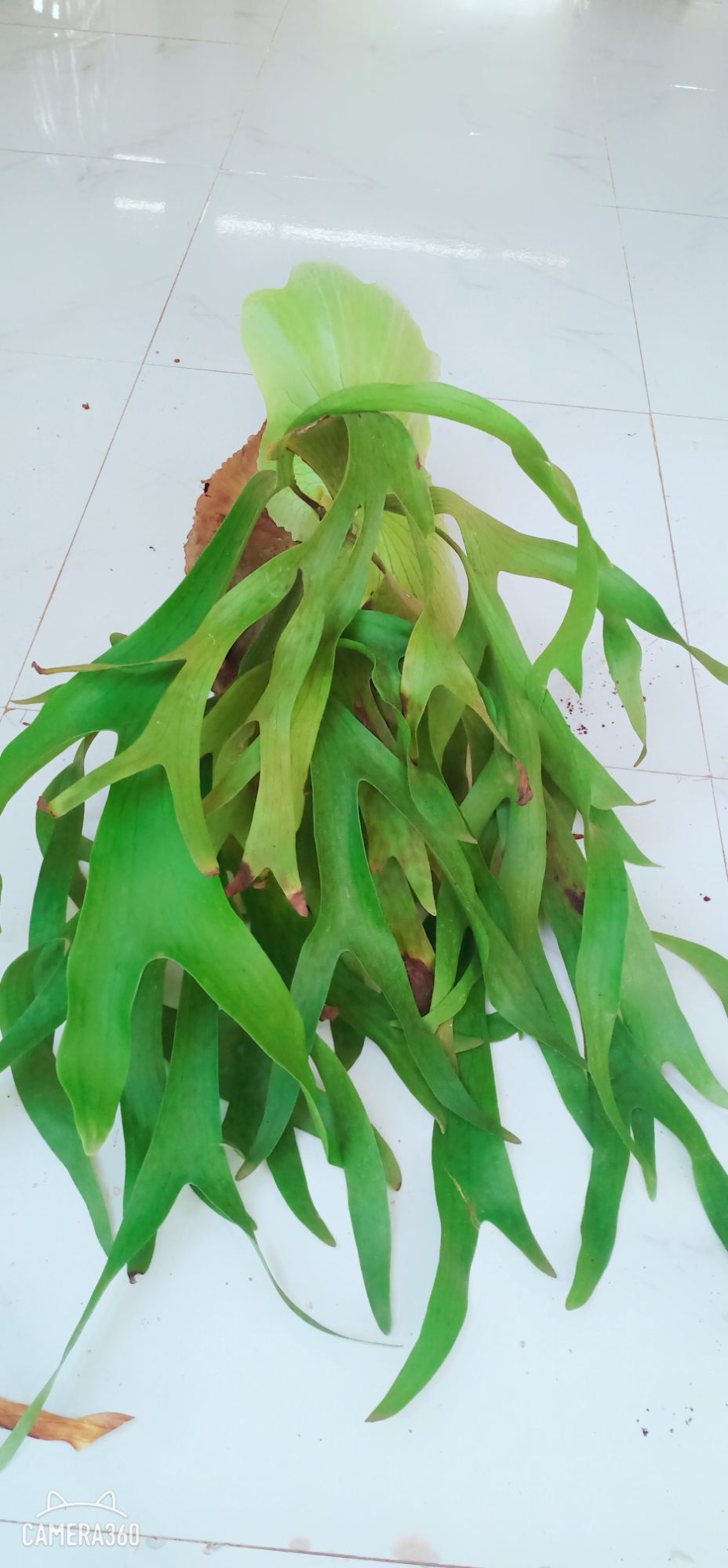 Cây Ổ Rồng