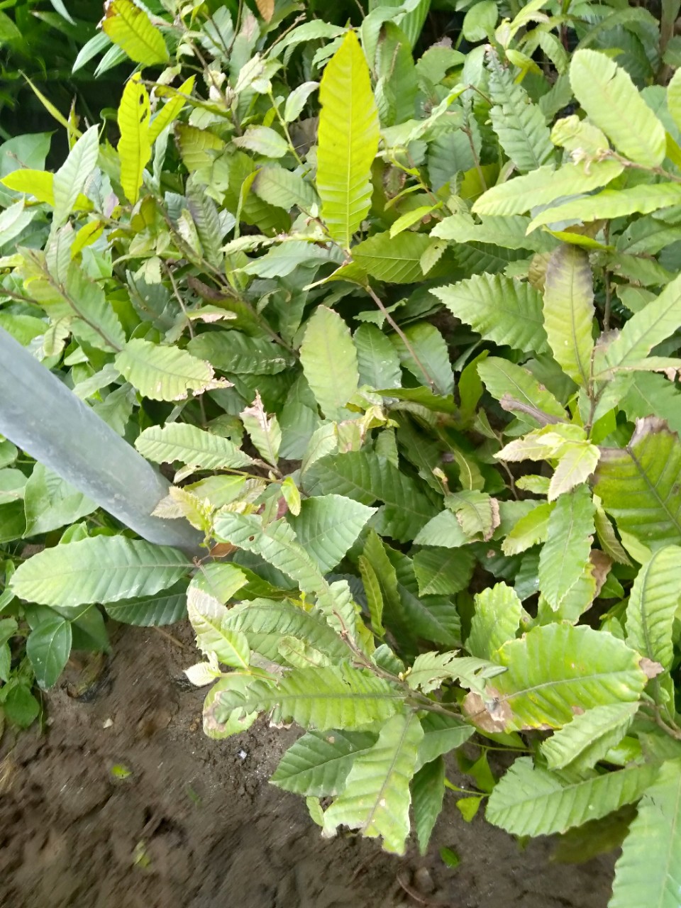 CÂY GIỐNG CÂY HẠT DẺ TRÙNG KHÁNH