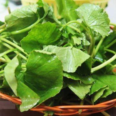 1 gram Hạt Giống Rau Má Lá To