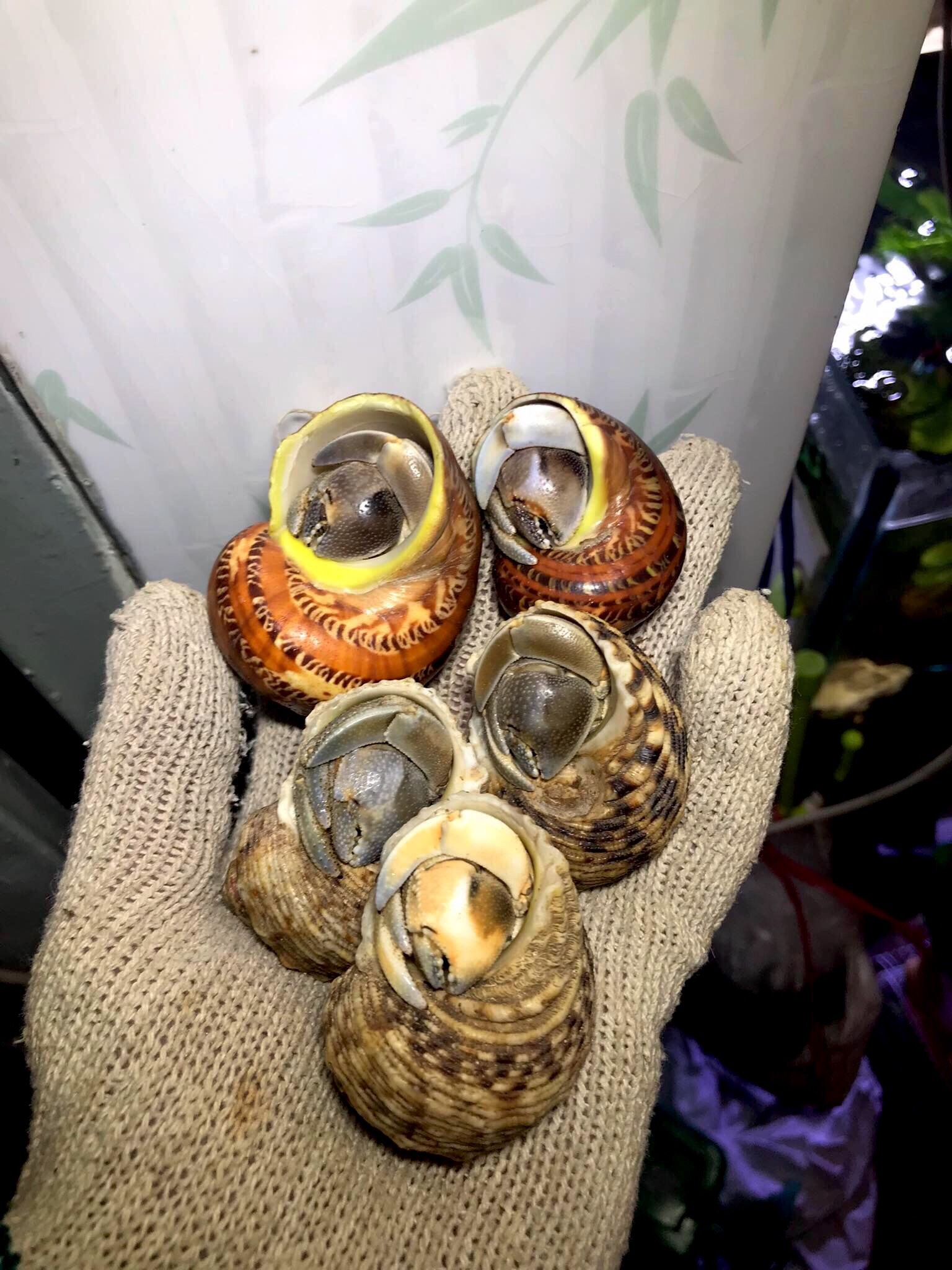 Combo 5 Ố.c rugos big size ngẫu nhiên (trang trí hồ cá)
