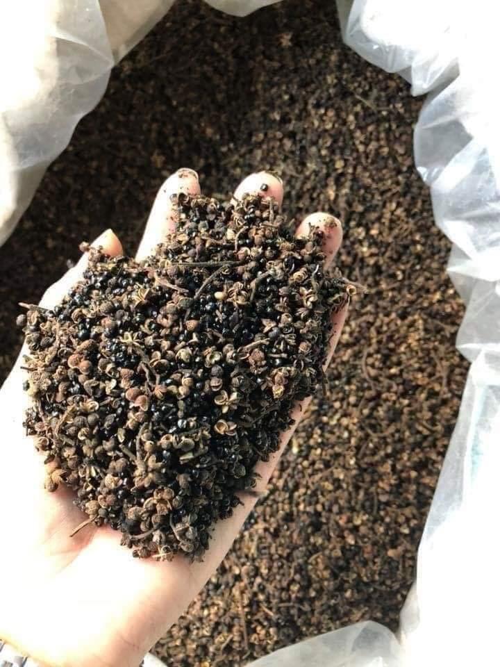 Combo 30 Hạt Dổi Nếp 100gr Mắc Khén Rừng