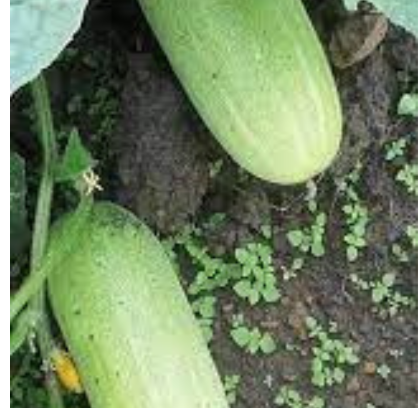 20 HẠT GIỐNG DƯA CHUỘT MÈO SIÊU QUẢ