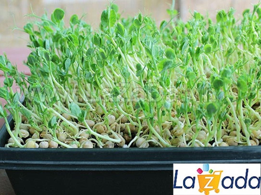 50Gr Hạt Giống Rau Mầm Đậu Hà Lan (A3.402| Y25*W21*M030)