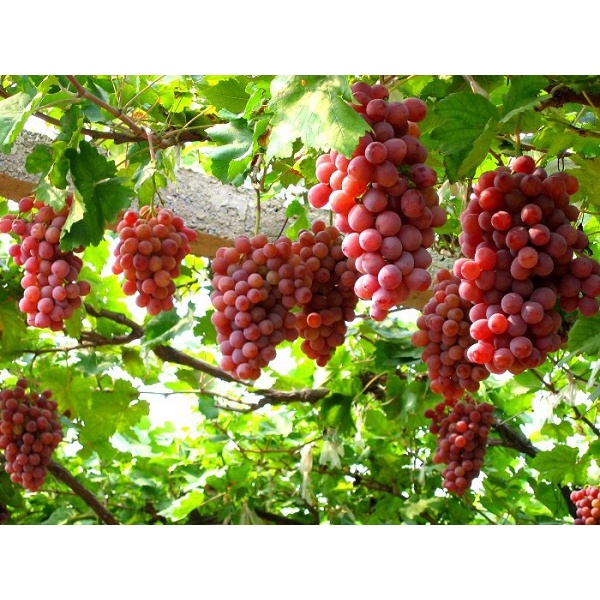 #Hạt Giống Nho Leo Giàn Pháp