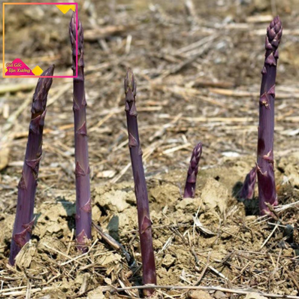 Khu vườn - hạt giống măng tây tím - tặng gói hạt giống ngẫu nhiên !!!