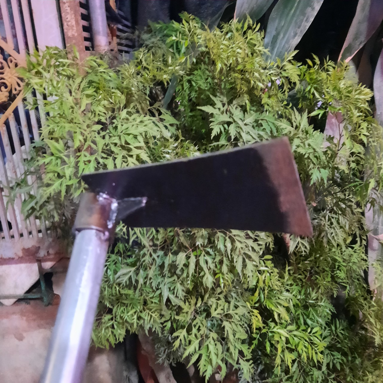 Cuốc  làm vườn, trồng cây, trồng hoa có cán sắt dài 50cm