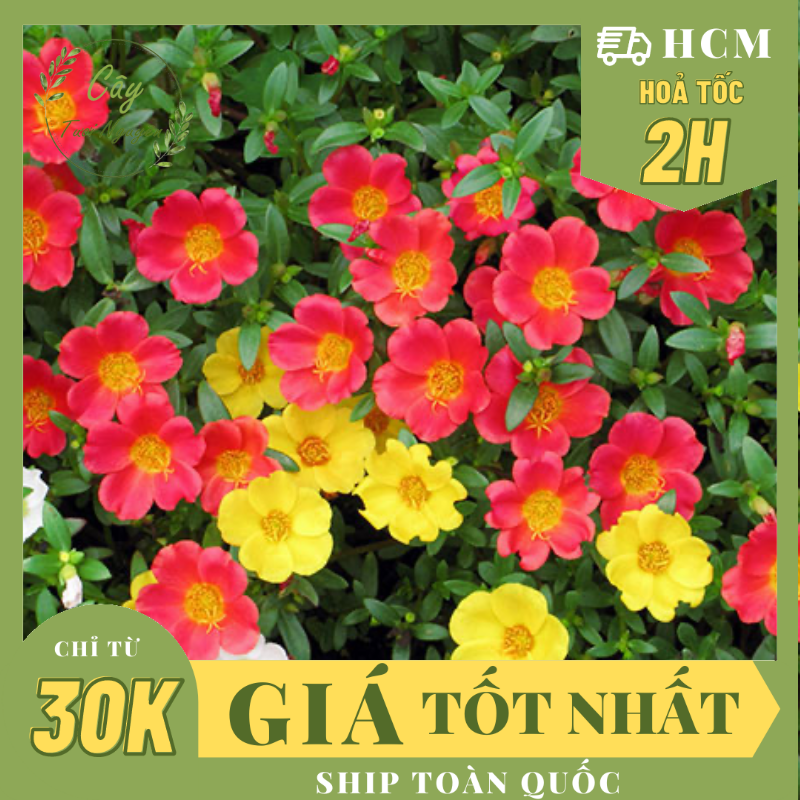 CÂY GIỐNG HOA MƯỜI GIỜ THÁI ,(cao 20cm), Cây cảnh, dễ trồng GIÁ RẺ, nở quanh năm, Cây Tươi Nguyên CTN0280