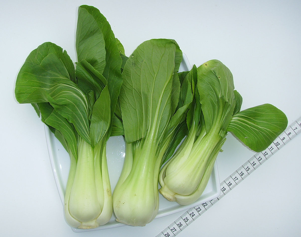 Hạt giống rau Cải chíp xanh