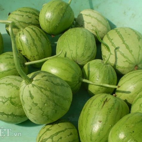 15 Hạt giống dưa canh dưa hấu nụ sai trái
