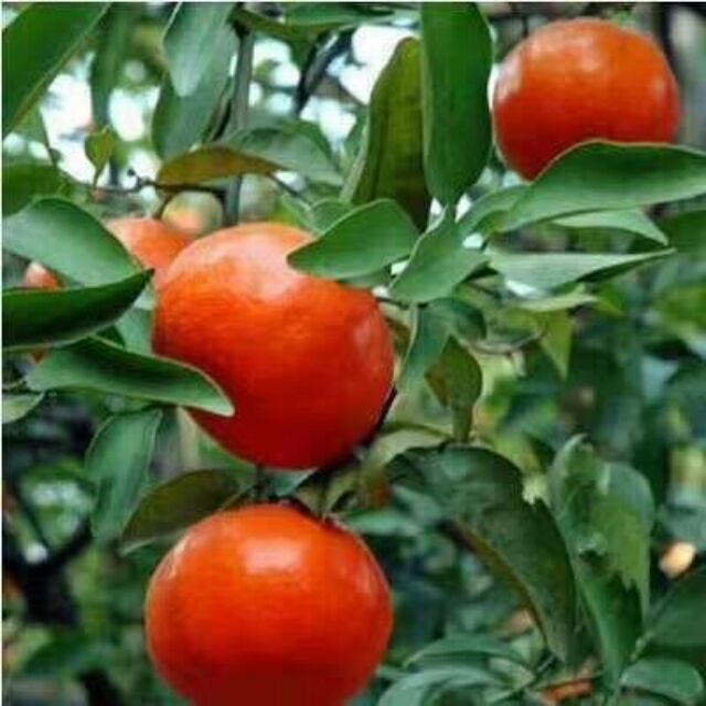 Cây giống Quýt Mỹ lùn .