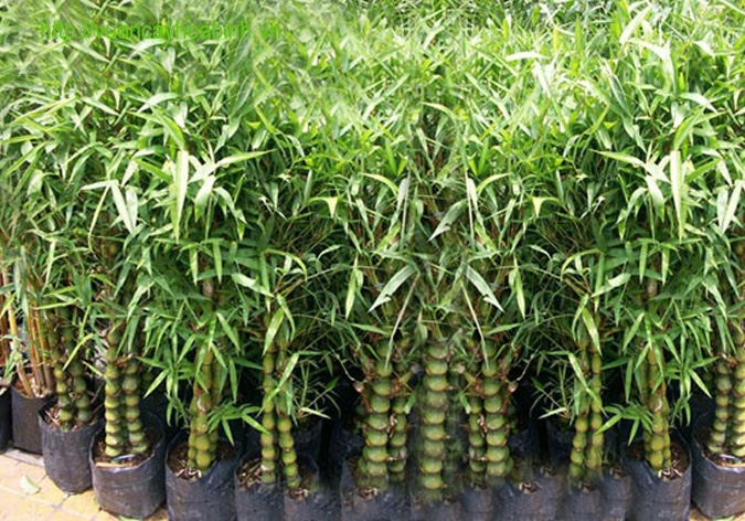 CHẬU CÂY TRÚC ĐÙI GÀ ĐẸP