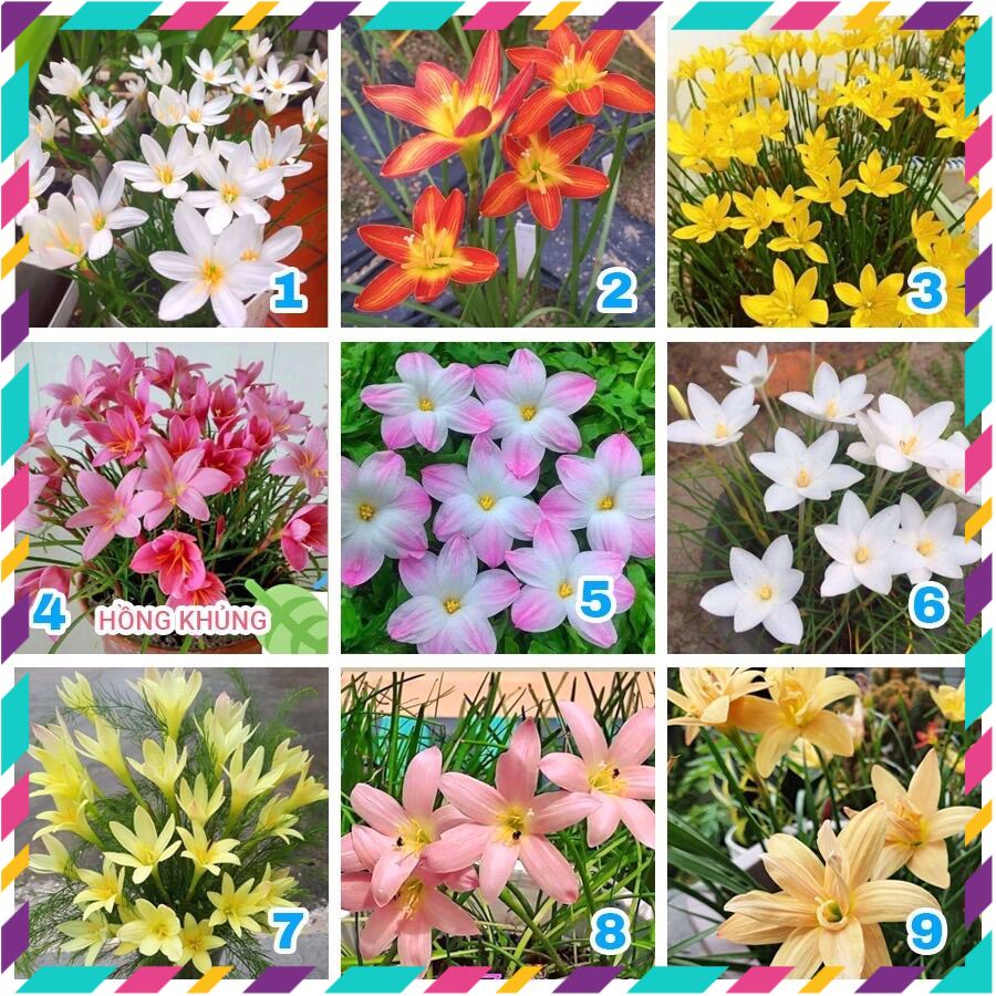 Củ hoa Huệ mưa ngoại đủ màu(3 củ)