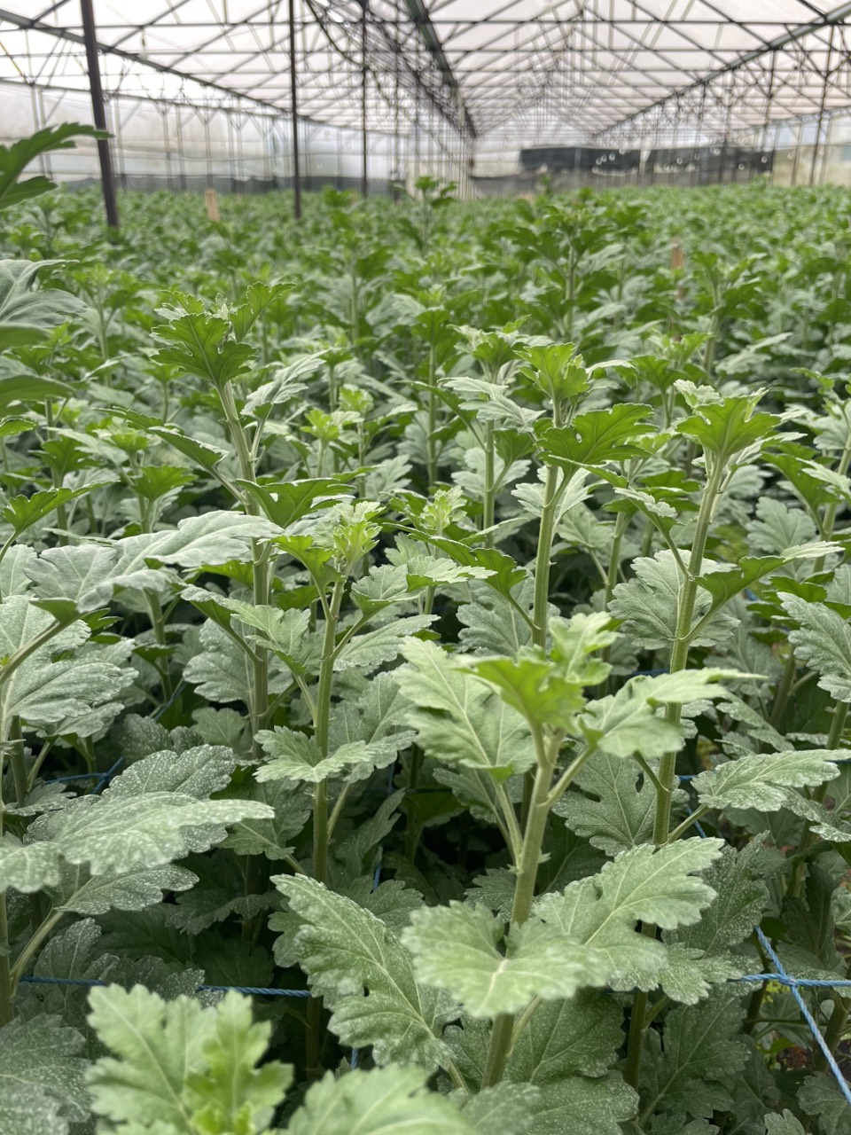 Phân đạm cá hồi Siêu đậm đặc túi 01 kg