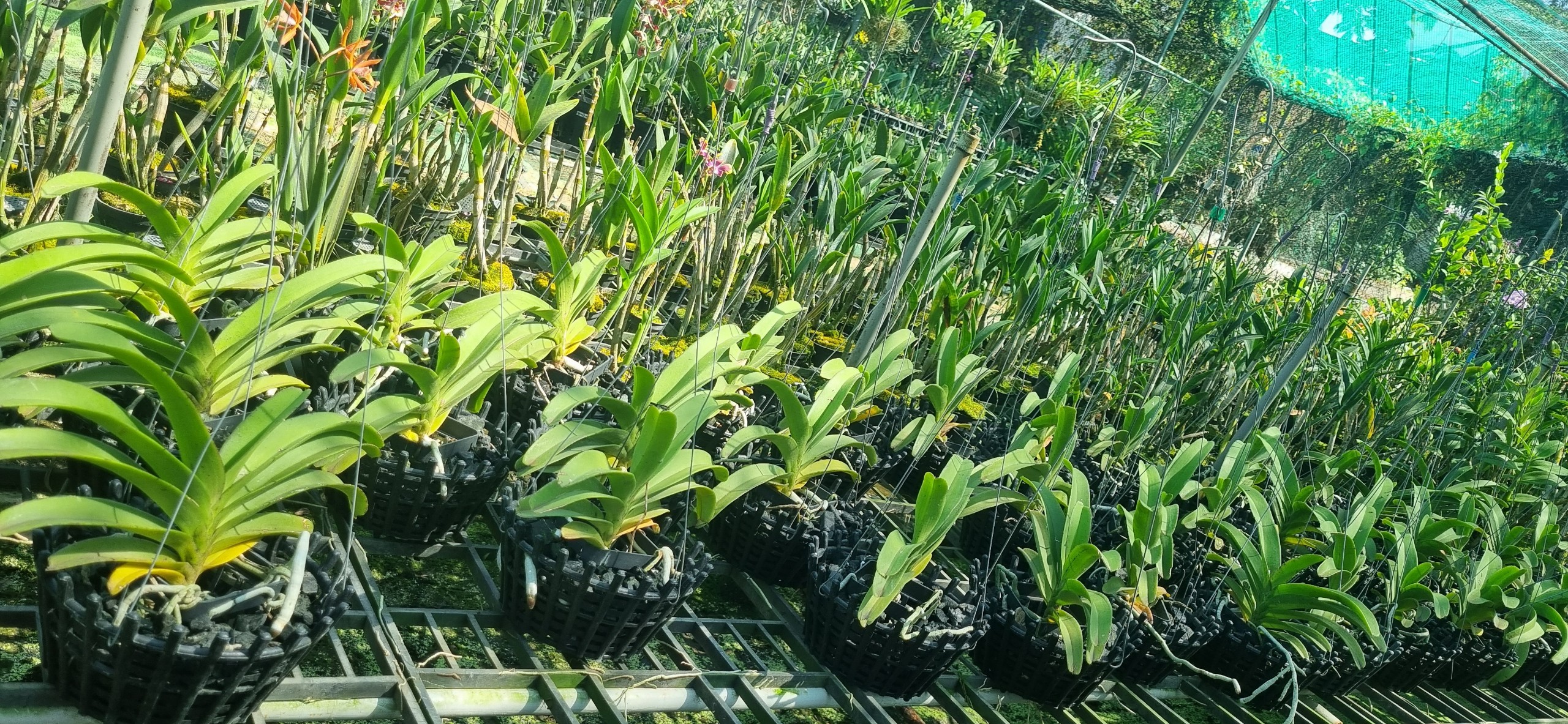 HOA LAN NGỌC ĐIỂM HỒNG GẤM