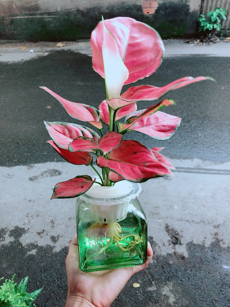 Chậu Vạn Lộc Thuỷ Sinh