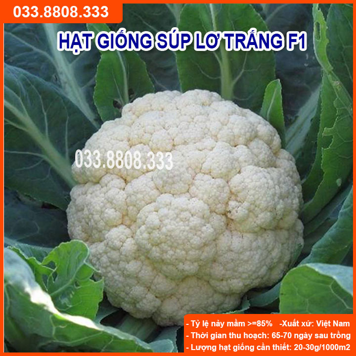 Hạt giống súp lơ trắng - tỷ lệ nảy mầm đồng đều