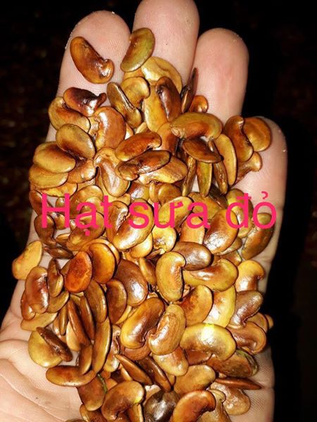 1kg hạt giống gỗ sưa đỏ ( bao nảy mầm)