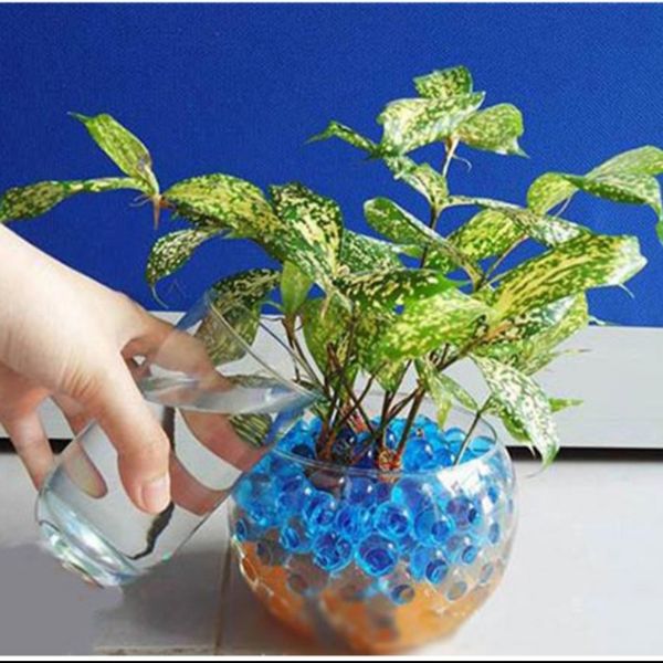 Hạt Trồng Cây Thay Đất