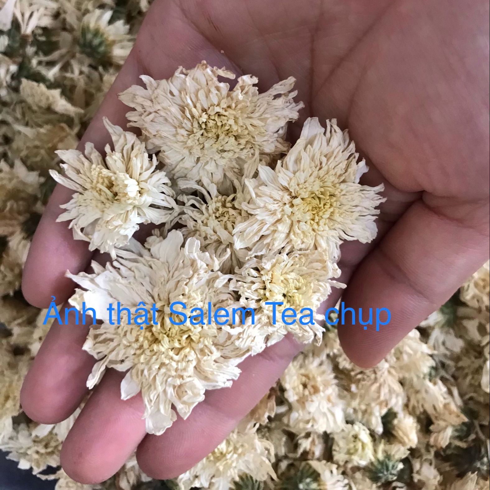 [HCM]Trà Hoa Cúc Trắng 100G