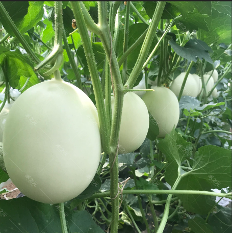 Hạt Giống Dưa Lê Bạch Tuyêt Quả Mọng (Gói 10 Hạt) - Dễ Trồng, Siêu Mọng